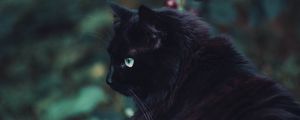 Preview wallpaper black cat, cat, fluffy, sight