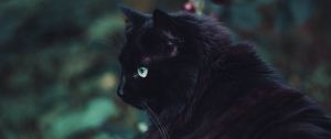 Preview wallpaper black cat, cat, fluffy, sight