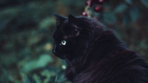 Preview wallpaper black cat, cat, fluffy, sight