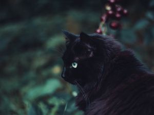 Preview wallpaper black cat, cat, fluffy, sight