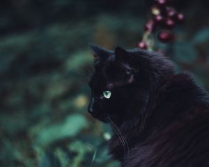 Preview wallpaper black cat, cat, fluffy, sight