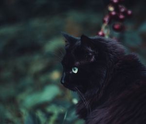 Preview wallpaper black cat, cat, fluffy, sight