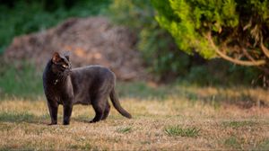 Preview wallpaper black cat, cat, walk