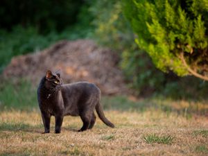 Preview wallpaper black cat, cat, walk