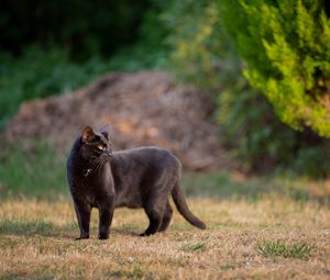 Preview wallpaper black cat, cat, walk