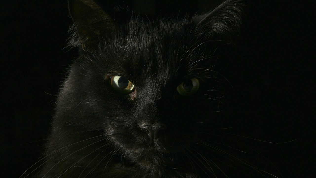 Wallpaper black, cat, face, fat, look