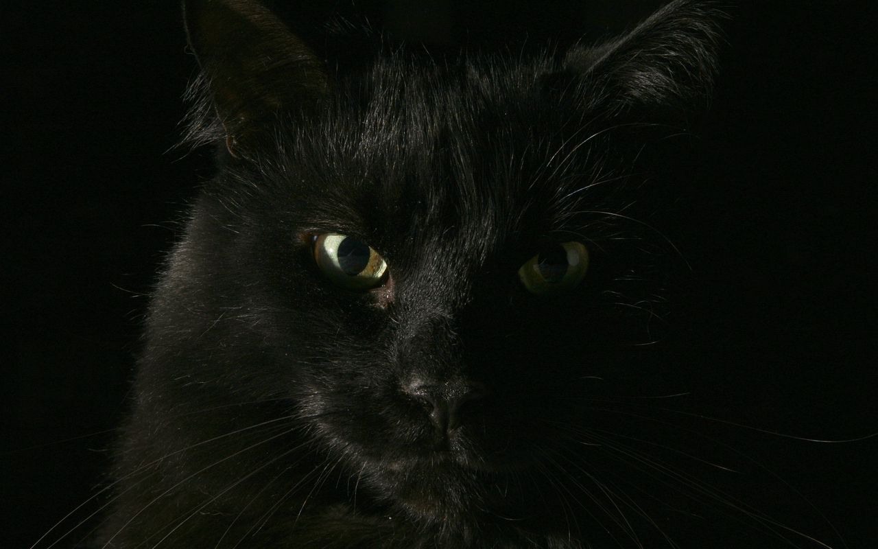 black cat face wallpaper