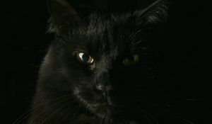 Preview wallpaper black, cat, face, fat, look