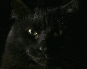 Preview wallpaper black, cat, face, fat, look