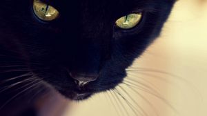 Preview wallpaper black cat, face, eyes, nose, mustache