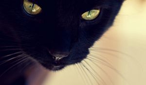 Preview wallpaper black cat, face, eyes, nose, mustache