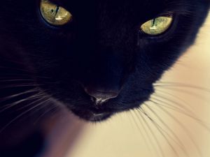 Preview wallpaper black cat, face, eyes, nose, mustache