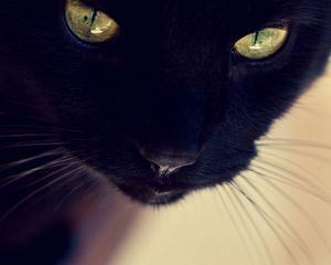 Preview wallpaper black cat, face, eyes, nose, mustache