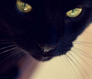 Preview wallpaper black cat, face, eyes, nose, mustache