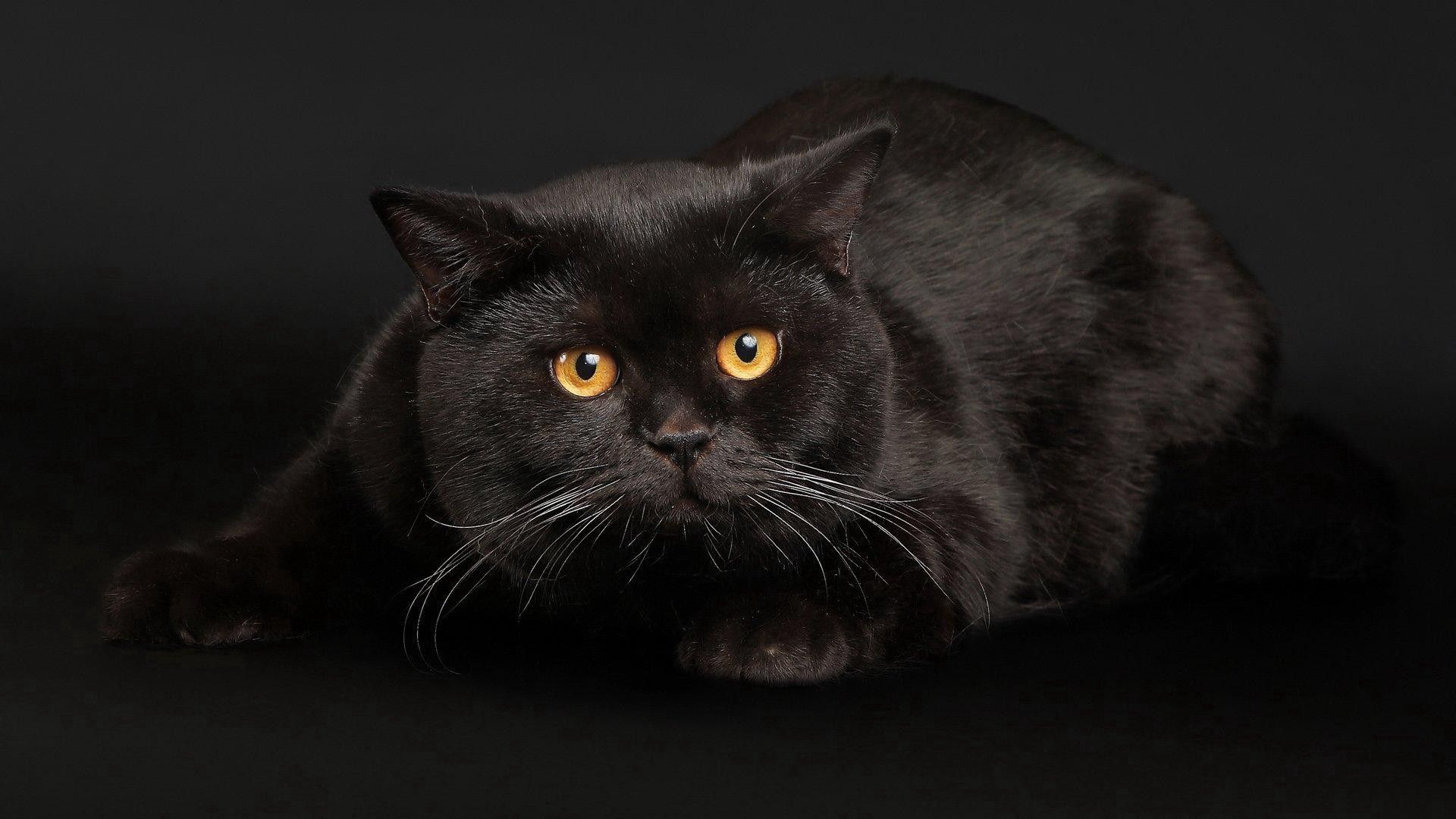 1920x1080 Wallpaper black, cat, fright, face, lie