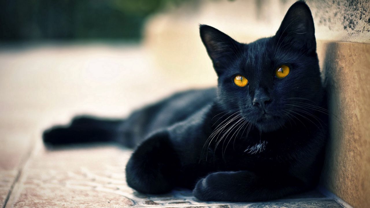 Wallpaper black cat, lying, beautiful, face, eyes, waiting
