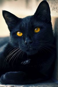 Preview wallpaper black cat, lying, beautiful, face, eyes, waiting