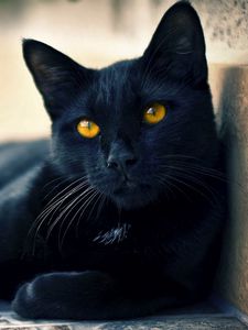 Preview wallpaper black cat, lying, beautiful, face, eyes, waiting