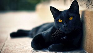 Preview wallpaper black cat, lying, beautiful, face, eyes, waiting