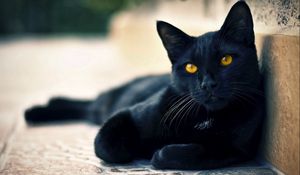 Preview wallpaper black cat, lying, beautiful, face, eyes, waiting