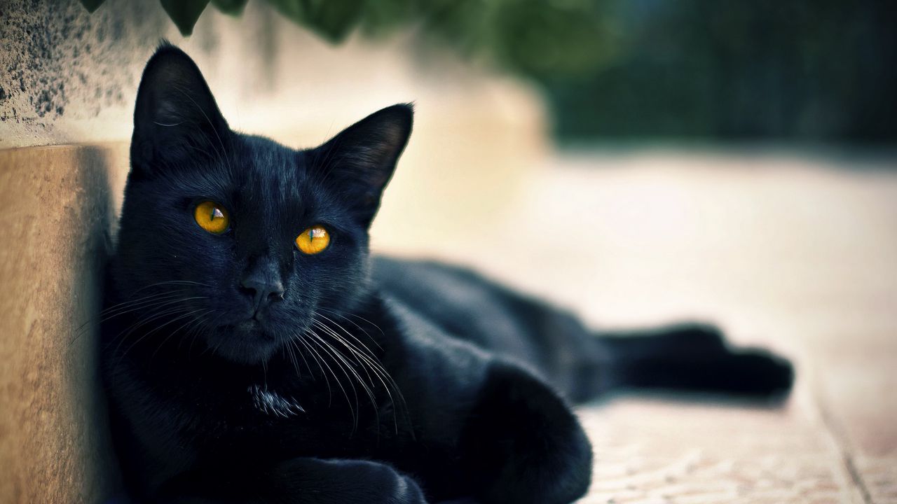 Wallpaper black cat, lying, face, eyes