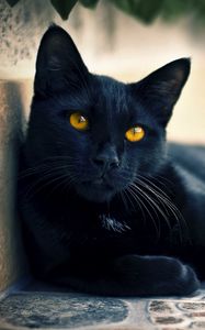 Preview wallpaper black cat, lying, face, eyes