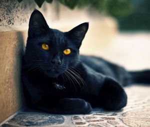 Preview wallpaper black cat, lying, face, eyes