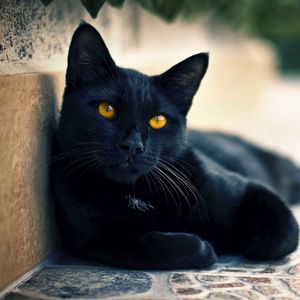 Preview wallpaper black cat, lying, face, eyes