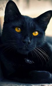 Preview wallpaper black cat, lying, rest