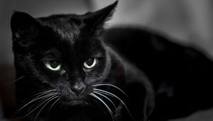 Preview wallpaper black cat, muzzle, eyes