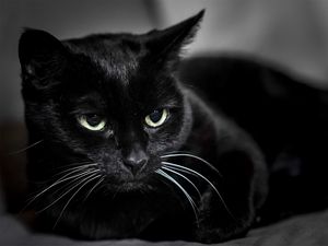 Preview wallpaper black cat, muzzle, eyes