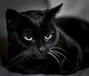 Preview wallpaper black cat, muzzle, eyes