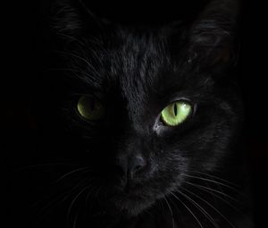 Preview wallpaper black cat, muzzle, look