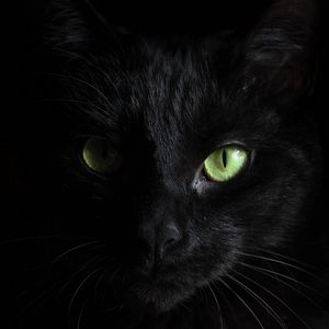 Preview wallpaper black cat, muzzle, look