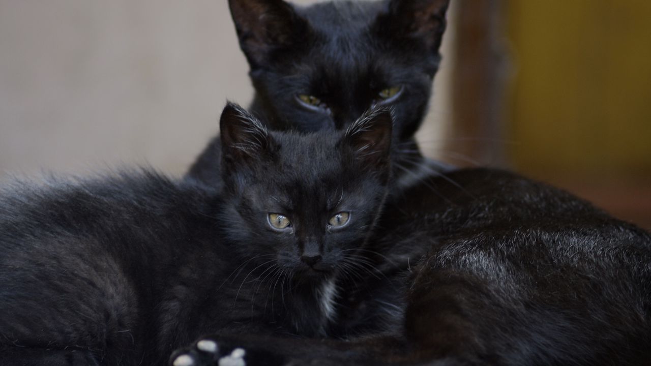 Wallpaper black cats, family, kitten, look