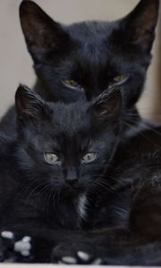 Preview wallpaper black cats, family, kitten, look