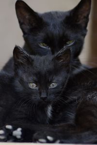 Preview wallpaper black cats, family, kitten, look