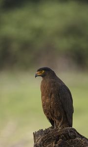 Preview wallpaper black kite, kite, predator, bird