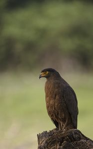 Preview wallpaper black kite, kite, predator, bird