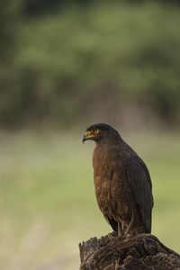 Preview wallpaper black kite, kite, predator, bird