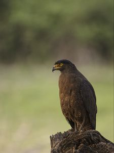 Preview wallpaper black kite, kite, predator, bird