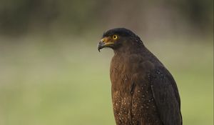 Preview wallpaper black kite, kite, predator, bird