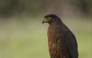 Preview wallpaper black kite, kite, predator, bird