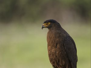 Preview wallpaper black kite, kite, predator, bird