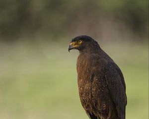 Preview wallpaper black kite, kite, predator, bird