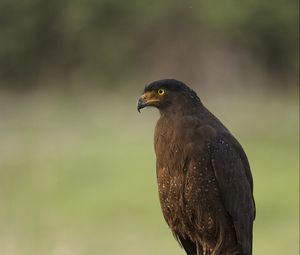 Preview wallpaper black kite, kite, predator, bird