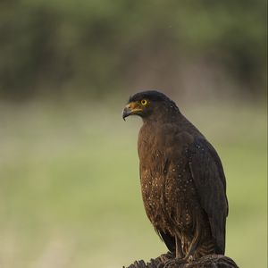 Preview wallpaper black kite, kite, predator, bird