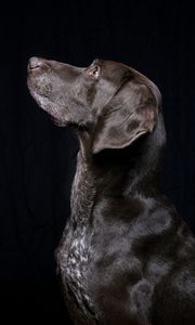 Preview wallpaper black labrador, labrador, dog, pet