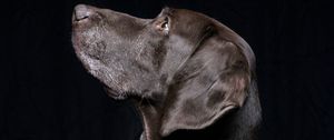 Preview wallpaper black labrador, labrador, dog, pet