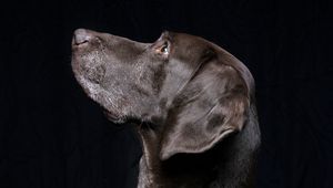 Preview wallpaper black labrador, labrador, dog, pet